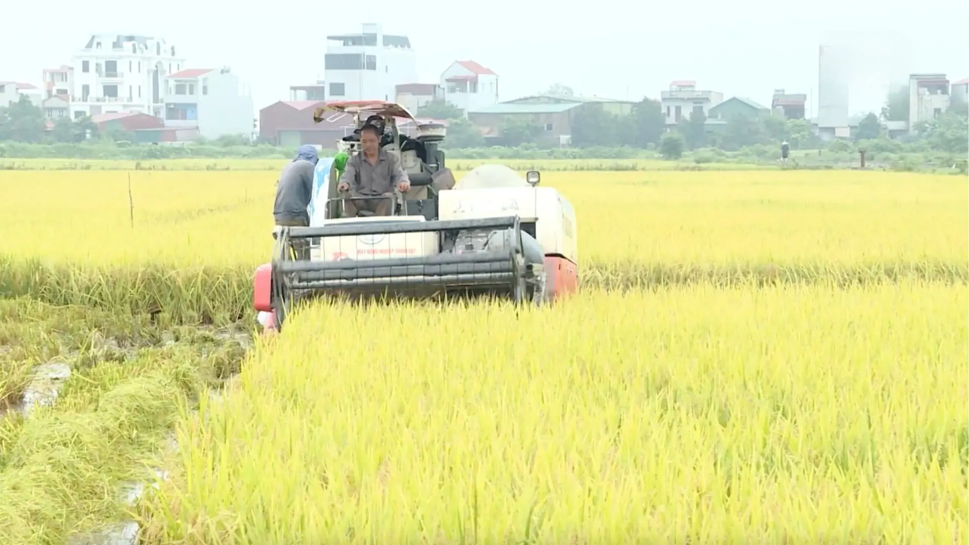 Chung tay hiện đại hoá đồng ruộng | Chuyện ở ngoại thành | 18/10/2025
